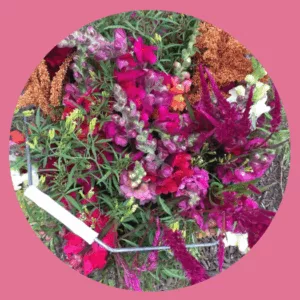 Bluëtte Farming, Maraîchage et fleurs, productrice de fleurs de saison écologiques à Bruxelles, Anderlecht, vente de fleurs aux fleuristes