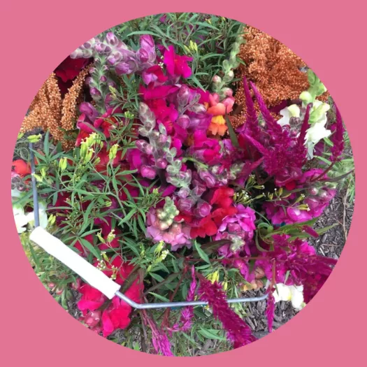 Bluëtte Farming, Maraîchage et fleurs, productrice de fleurs de saison écologiques à Bruxelles, Anderlecht, vente de fleurs aux fleuristes