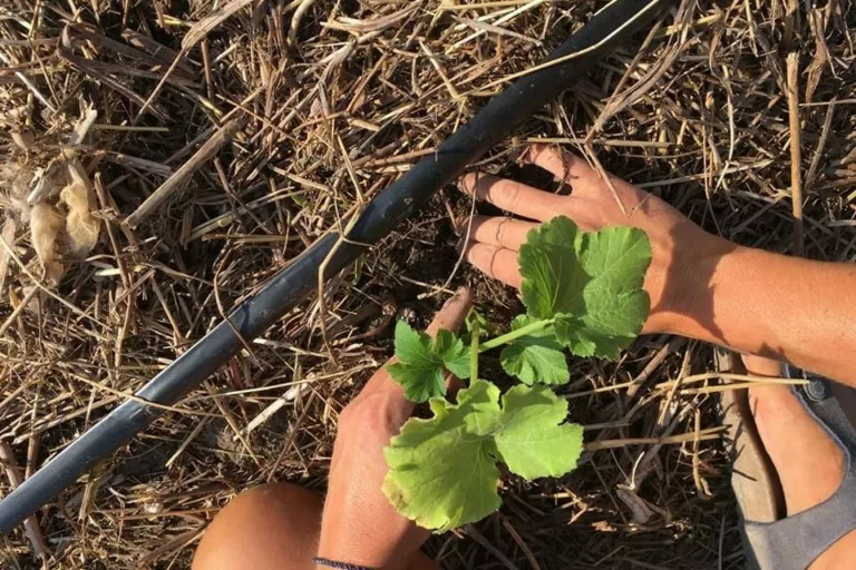Participant d'un atelier de fleurs en train de planter une plante dans le sol de ma ferme florale