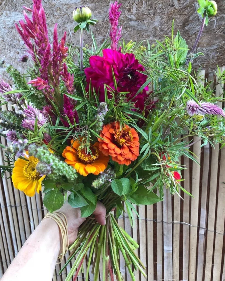 Bouquet de fleurs de saison de Bluëtte Farming, petite ferme florale à Anderlecht, Bruxelles. Bouquet sur base de fleurs de tagète minuta, célosie et zinnias de couleur.