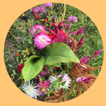 Fleurs de saison produites sur la ferme florale Bluëtte Farming à Bruxelles, Anderlecht.